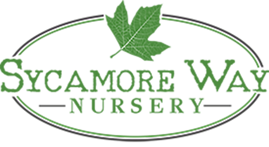 Sycamore Way Nursery