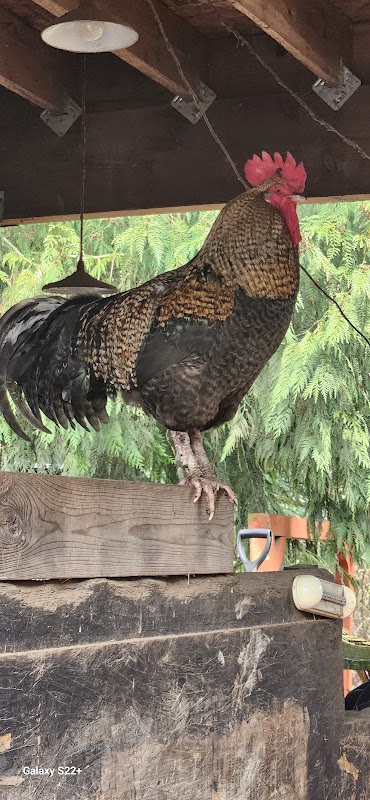 Tiny Hearts Homestead Animal Sanctuary