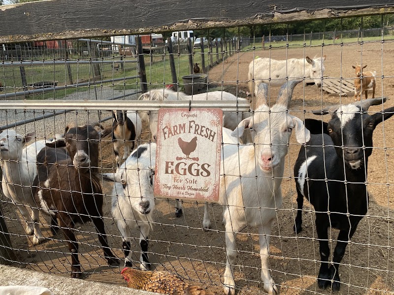Tiny Hearts Homestead Animal Sanctuary