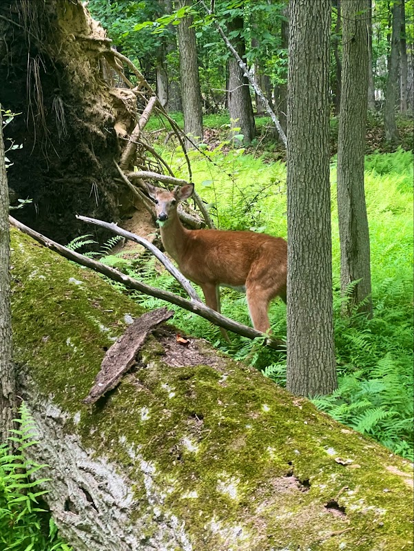 Demarest Nature Center