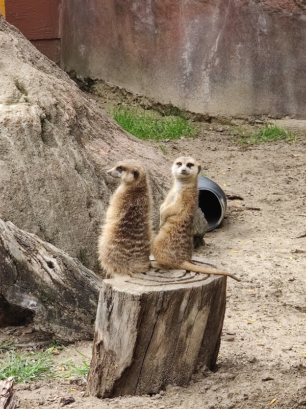 African Elephant Crossing
