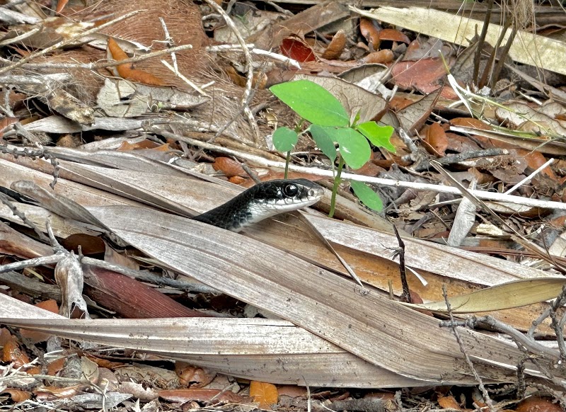 GTMNERR Native Plant Garden