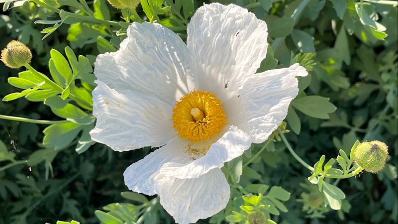 Clovis Botanical Garden