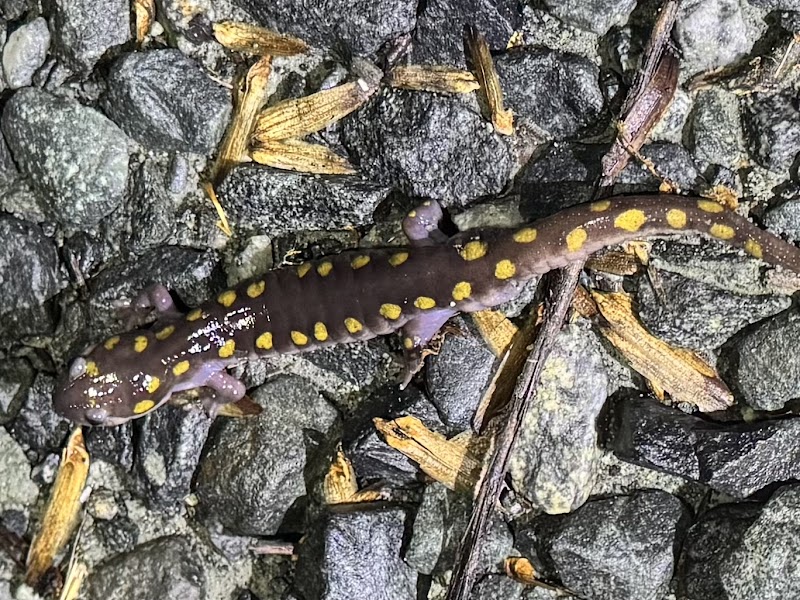 Crow's Nest Entry Road