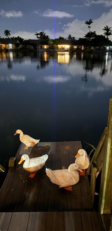 האגם של נועה, דייזי ורוי