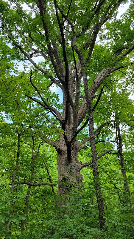 Waldo Semon Woods Conservation Area