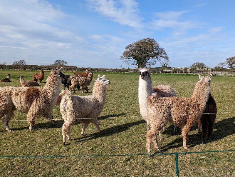 Hillview Llamas