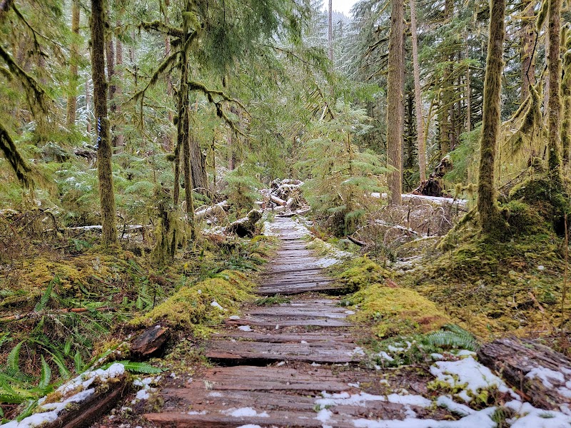 Carbon River Rainforest Trail