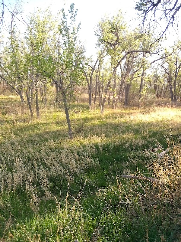 Sand Creek Riparian Preserve