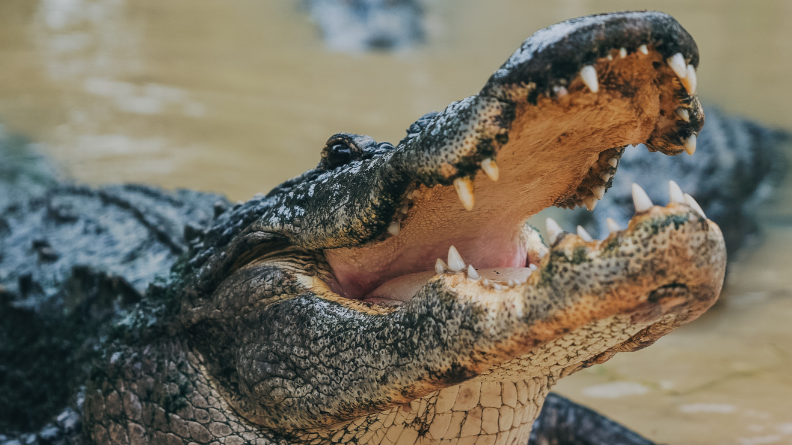 Wild Florida Adventure Park