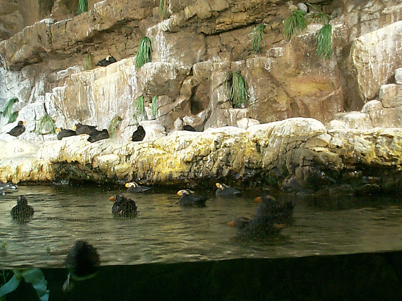 Penguins Up-Close Tour