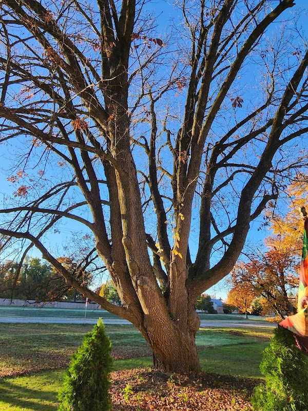 Whitpain Township Heritage Ash Tree