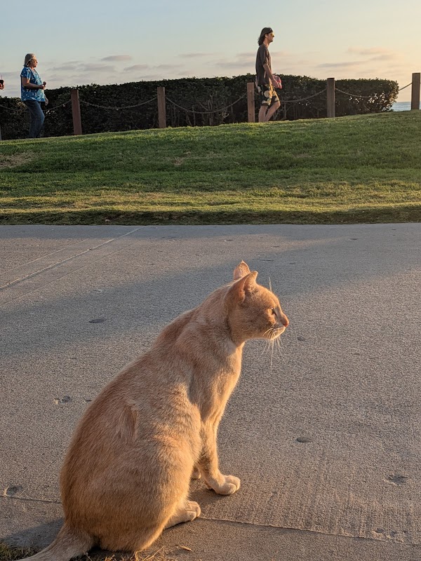 Thumbs the Cat