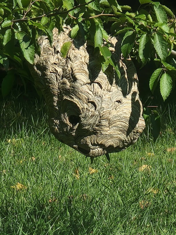 Mount Olivet and Phelps Lane Park