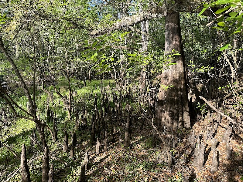 Croom River trail loop