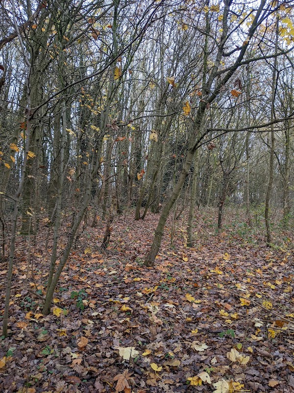Gresley Woods- Forestry England