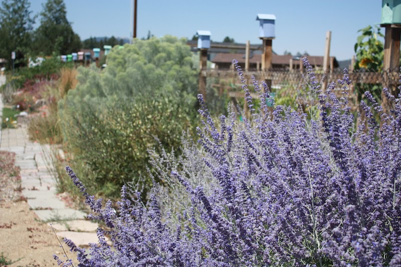 Big Bear Xeriscape Demonstration Garden and Big Bear Community Garden Project