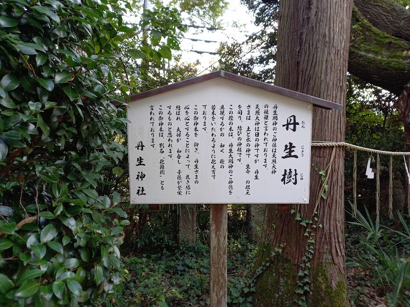 丹生樹