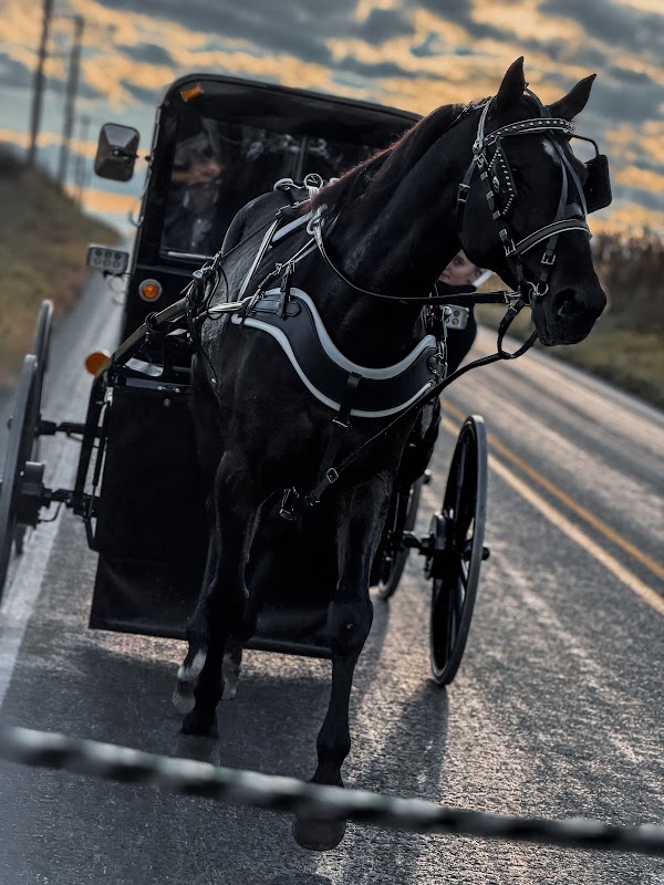 Plain and Fancy Farm