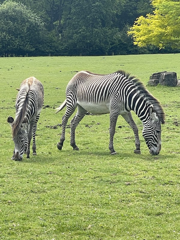Marwell wildlife park