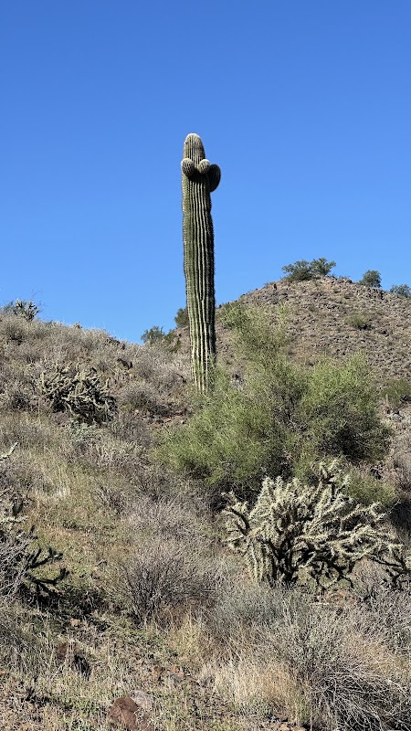 the Super Cute Cactus