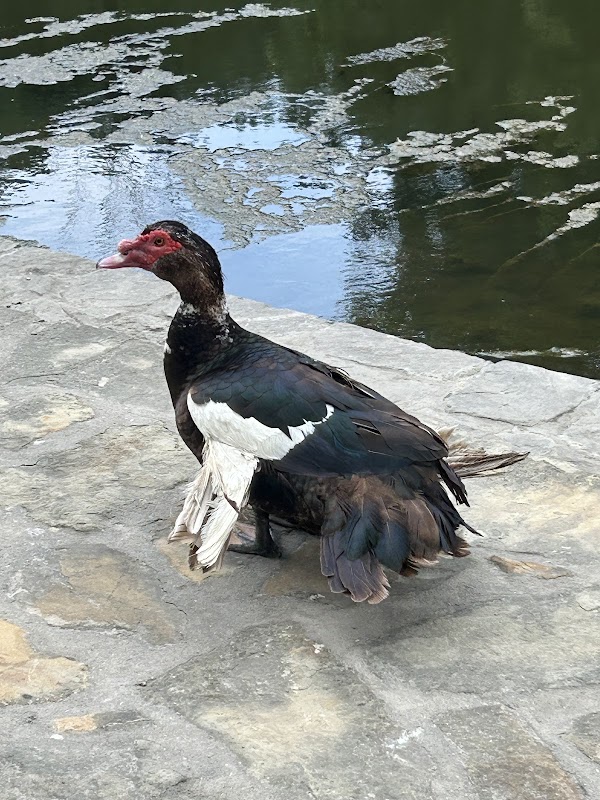 William B. Dean M.D. Park