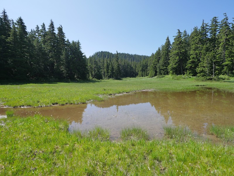 Celery Meadow