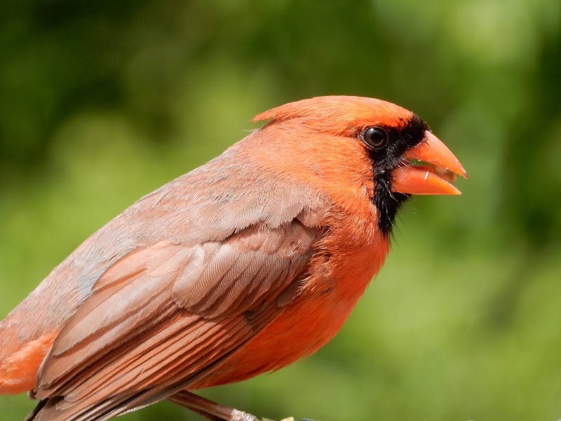 Jarvis Bird Sanctuary