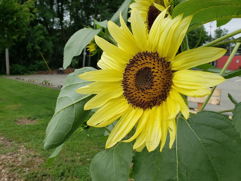Tarentum Friendship Community Garden