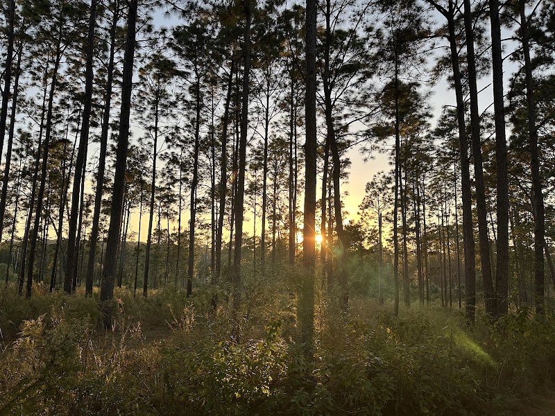 Chinsegut Wildlife and Environmental Area (WEA)