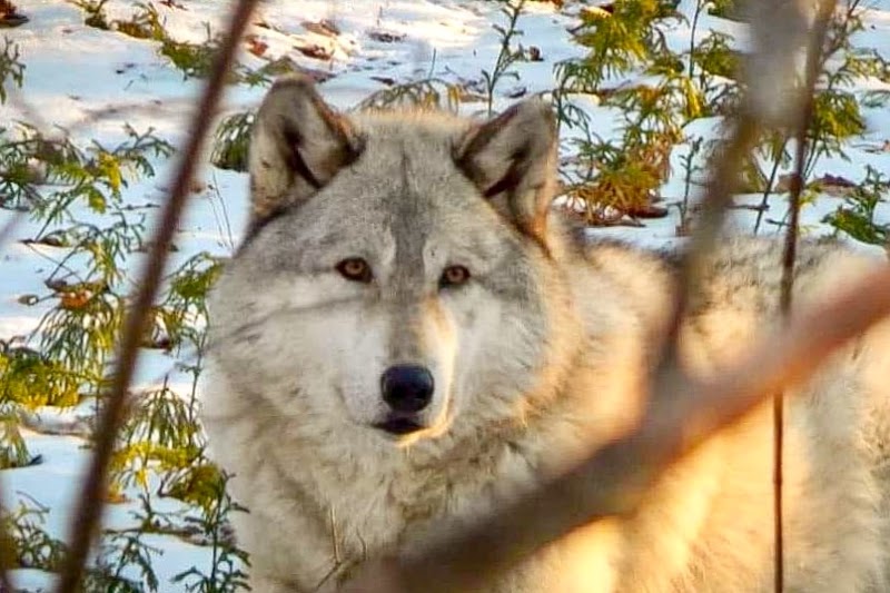 Wolf Mountain Nature Center