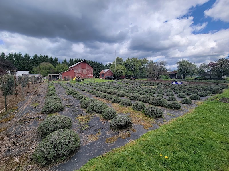Scented Acres Lavender Farm