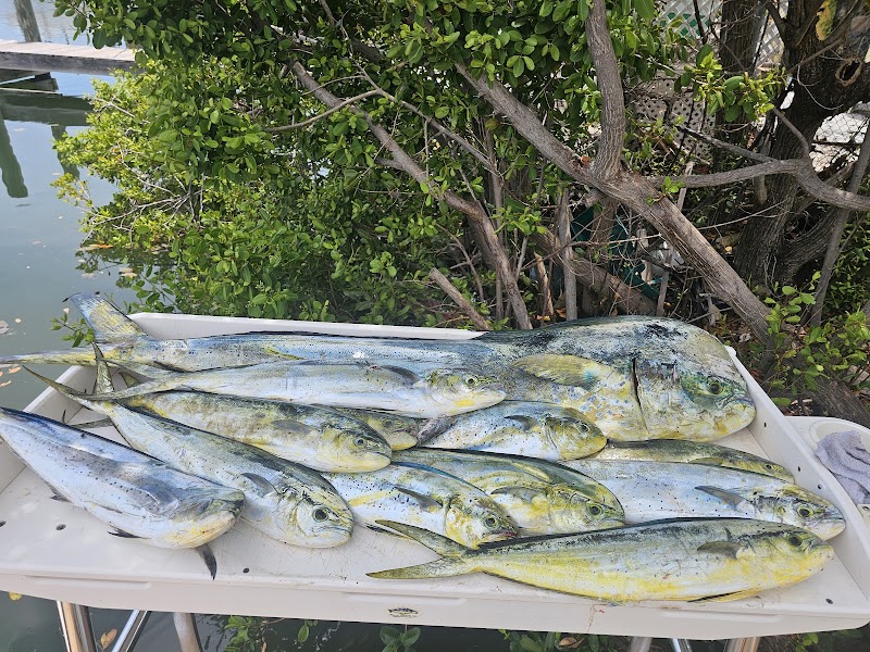 Nite Life Charters llc