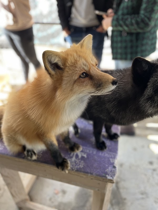 Judith A Bassett Canid Education & Conservation Center