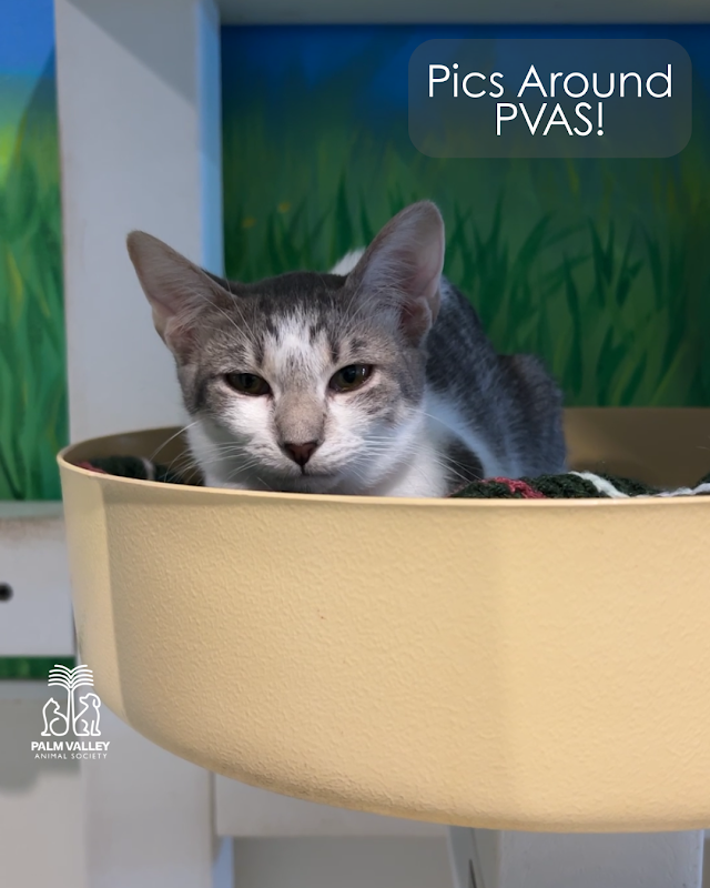 Palm Valley Animal Society - Laurie P. Andrews Center