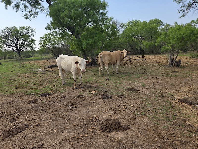 Puppy Playland Dog Park