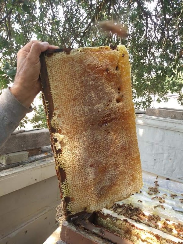 Beekeeping Innovations