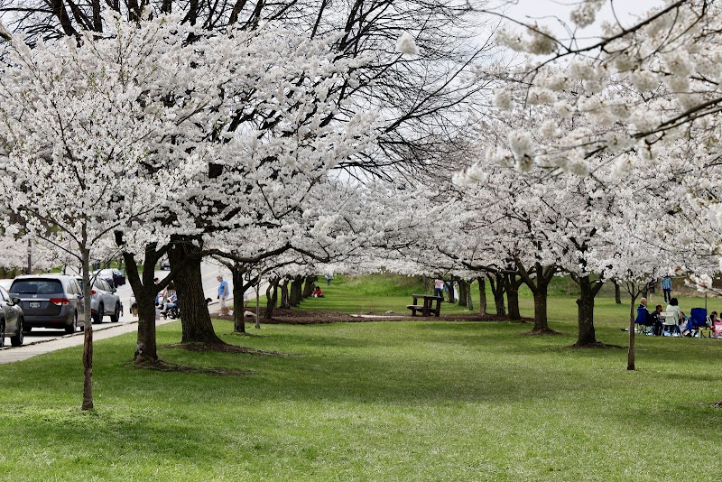 Brookside Reservation Sakura Grove Picnic Area