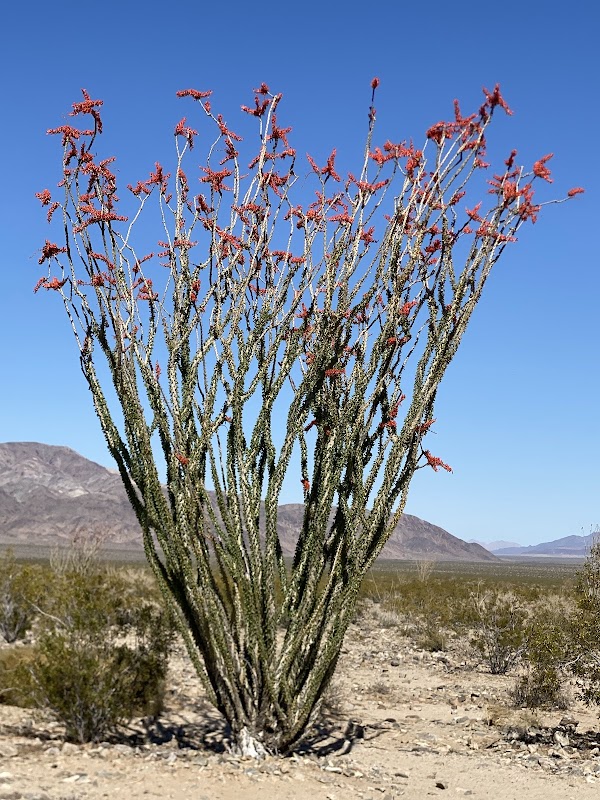 Ocotillo Patch