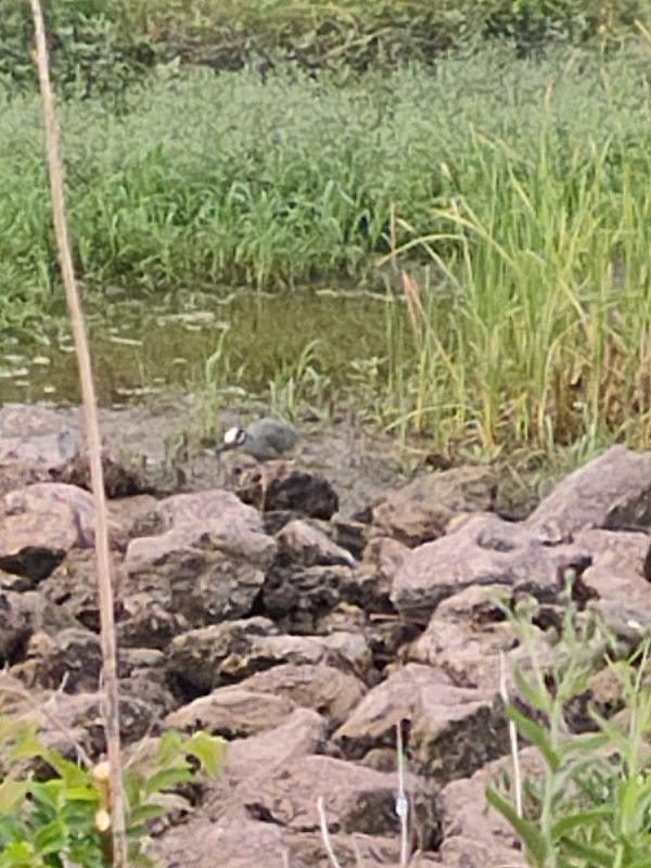 Brownie Neighborhood Park