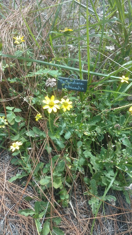 Volusia Sandhill Ecosystem