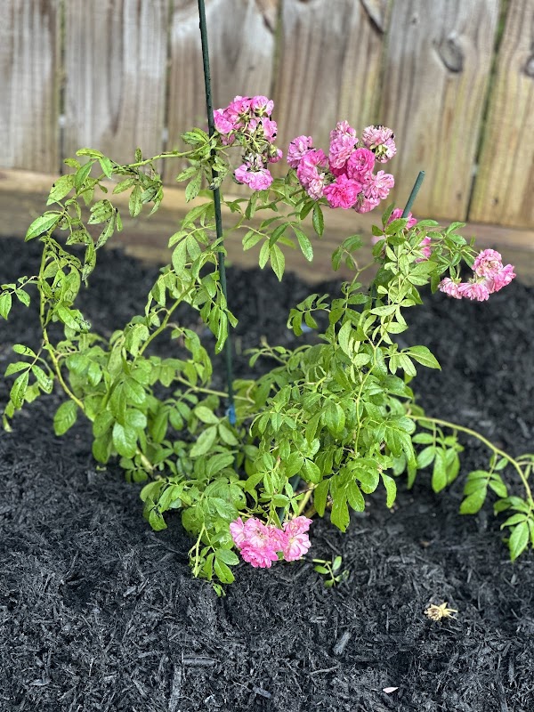 Sheila’s Fairy Garden
