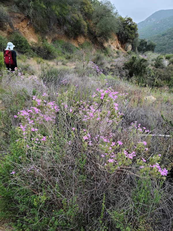 San Mateo Canyon Wilderness