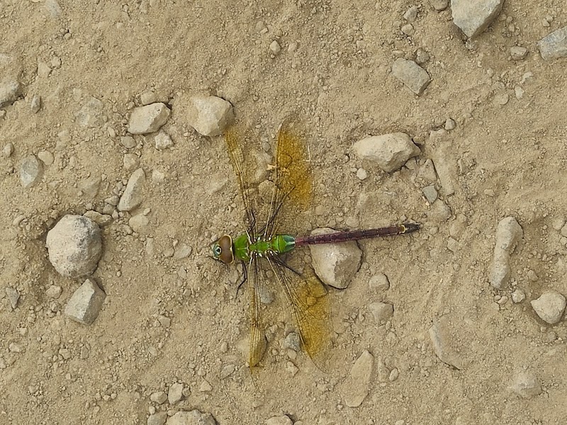Mount Saint Helens Wildlife Area - Nelson Unit