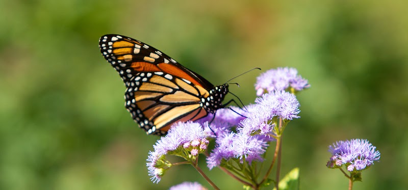 Shu Swamp Nature Preserve