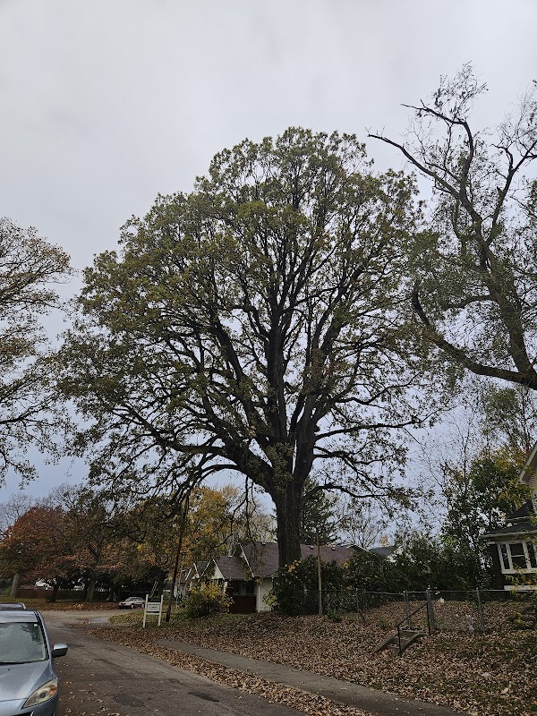 Coyner Oak