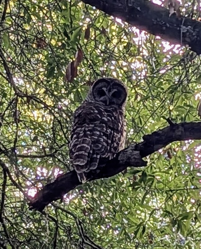 Withlacoochee State Trail, Ridge Manor