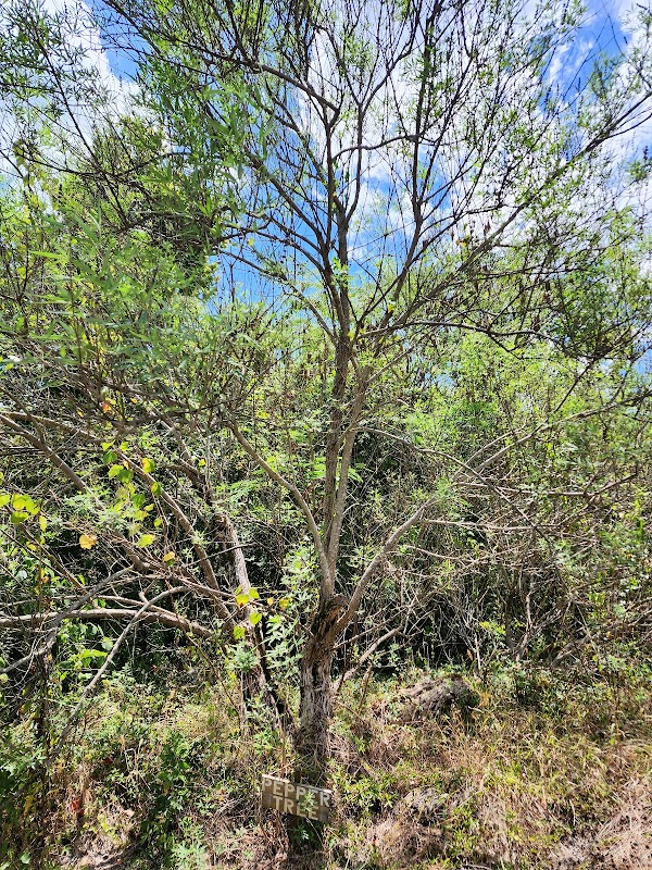 Pepper Tree Planted In 1848