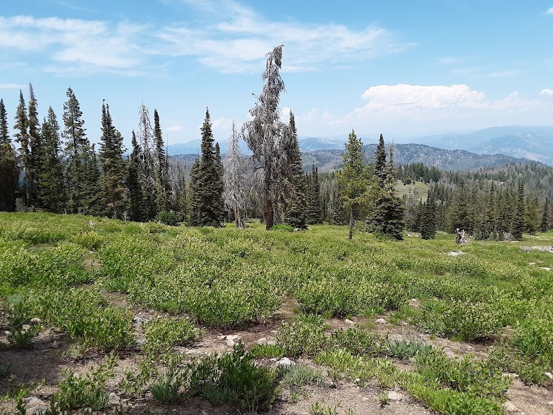 Boise National Forest