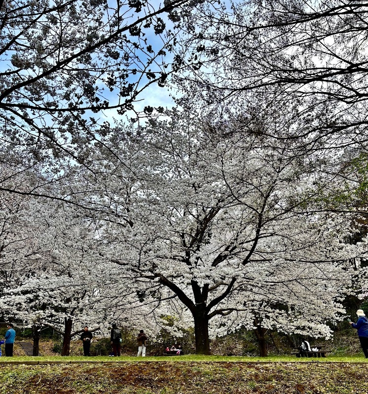 鑓水 桜の広場